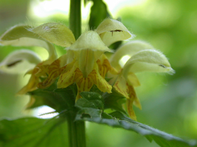 Lamium galeobdolon / Ortica morta gialla